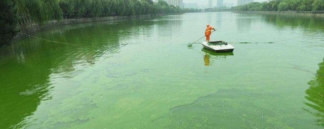 湖裡的藍藻怎麼處理 可以選擇怎麼除藻