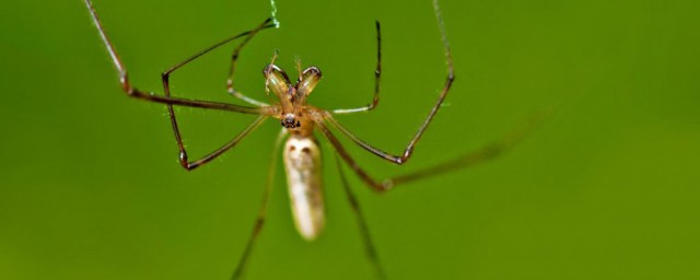 房屋裡的蜘蛛怎麼處理 房屋裡的蜘蛛處理的方法