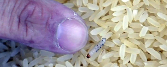 大米加工怎麼處理米蟲 加工過的米裡面的米蟲怎麼處理