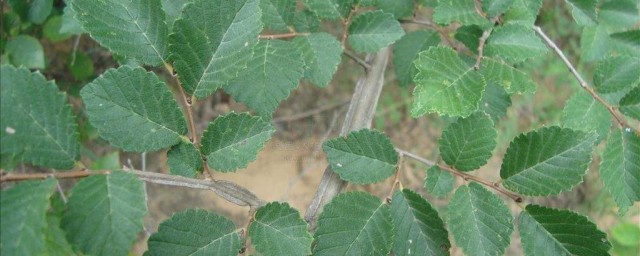 榆樹籽種植方法 有什麼種植的小技巧
