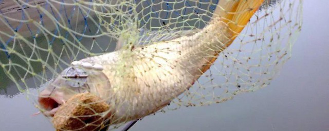 鯉魚打窩制作方法 怎樣才能更到地用餌料和打窩