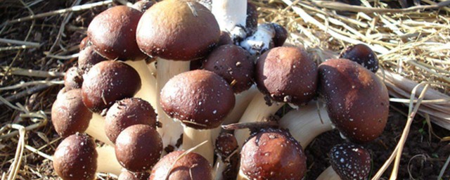 大球蓋菇保鮮方法 大球蓋菇保鮮方法是什麼呢