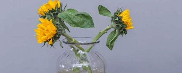 向日葵插花技巧 有什麼養殖的方法