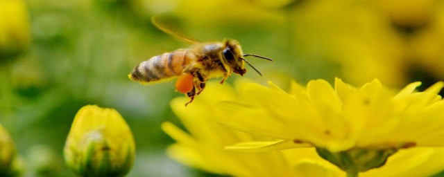 土墻蜂的消滅方法 土墻蜂的消滅方法簡述