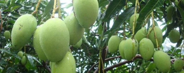 未成熟的芒果怎麼保存 保存芒果的方法
