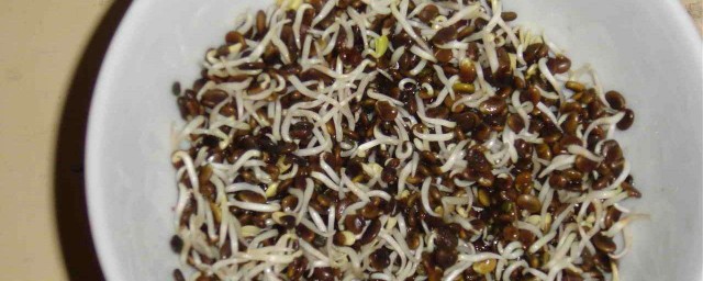 怎樣處理黃芩種子催芽 黃芩是什麼