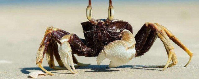 螃蟹走路什麼姿勢 螃蟹是怎樣走路的