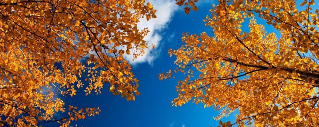 描寫秋天景色的一段話 瓜果飄香的秋天更加美麗