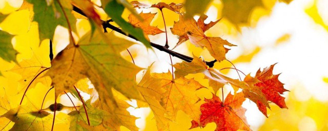 關於秋天的古詩有哪些 關於秋天的古詩及譯文
