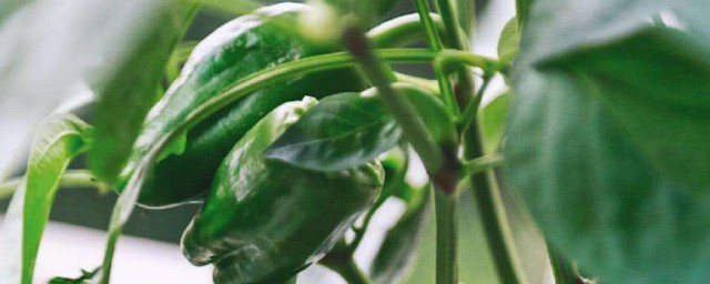 傢裡栽辣椒影響風水嗎 傢裡可以種辣椒嗎