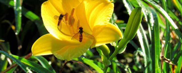 黃蘭花種植方法 怎麼種植黃蘭花