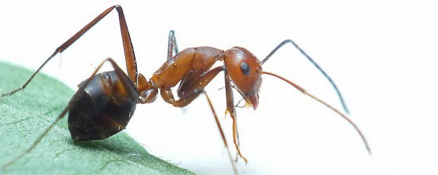 紅火蟻特征 原來它有這些特征