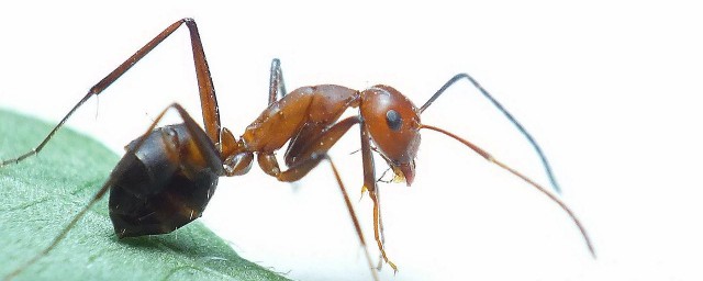 紅火蟻是入侵物種嗎 看完本文那就知道瞭