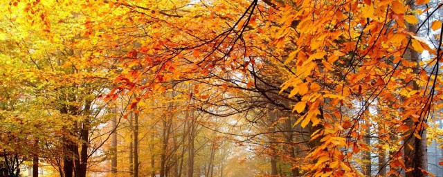 秋天有哪些美麗的景色 欣賞秋天的景色
