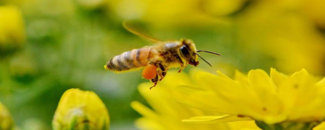 關於蜜蜂的作文 關於蜜蜂的作文范文