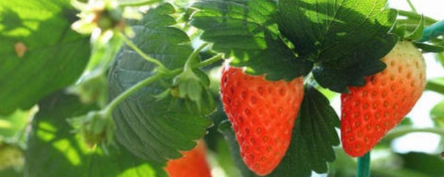 草莓盆栽種植方法 草莓盆栽種植技巧