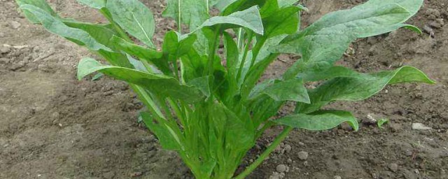 怎樣種菠菜出苗快 具體需要怎麼催芽呢