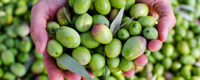 橄欖保鮮方法 橄欖保鮮方法介紹