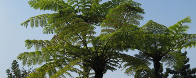棕樹施肥的方法 棕櫚施肥的兩種方法