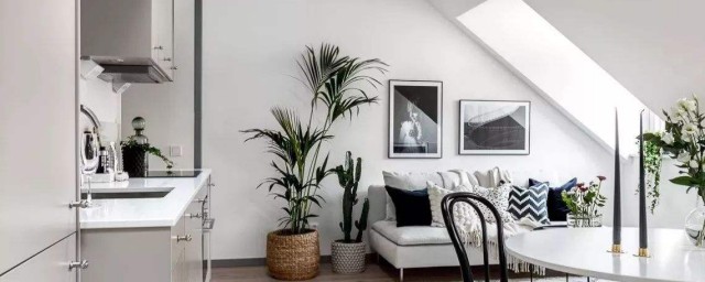 綠植放在客廳什麼位置最好 不同綠植在客廳的擺放位置介紹