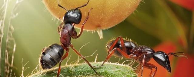 夢見很多螞蟻是什麼意思 夢見螞蟻代表什麼意思