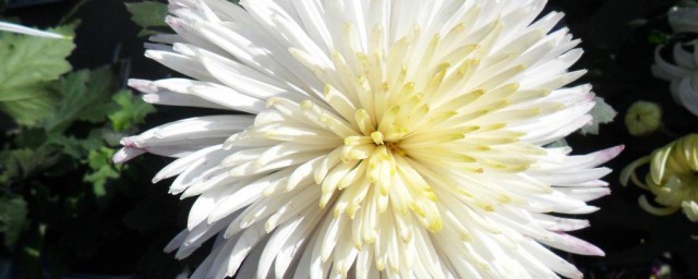 白菊花代表什麼意思 它都包含瞭哪些意思
