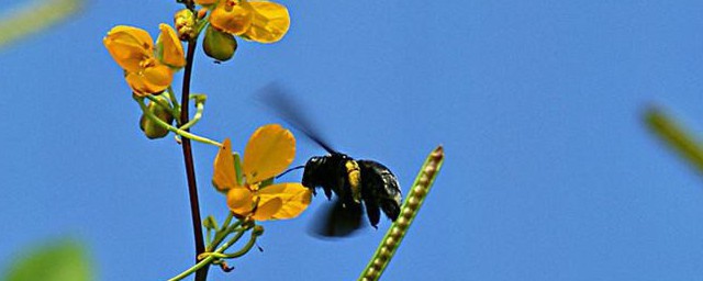 竹蜂的功效與作用 竹蜂的好處是什麼