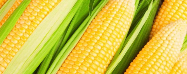 吃玉米的功效與作用 玉米的有什麼功效與作用