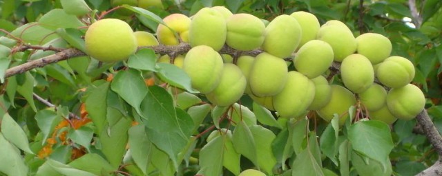杏樹移栽的方法 怎麼移栽杏樹成活率高