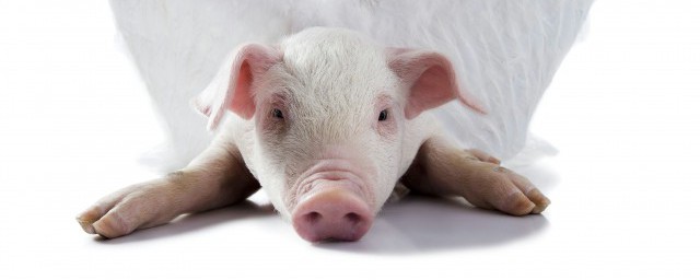 豬血的功效與作用禁忌 高血壓患者不建議食用豬血