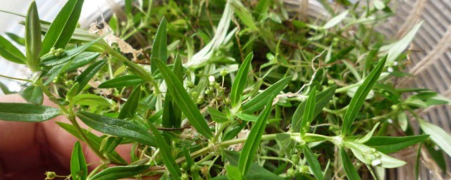白花蛇草的功效與作用 你瞭解過白花蛇草嗎