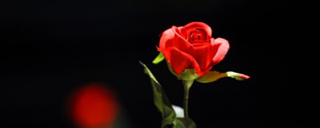 一支玫瑰花代表什麼意思 一支玫瑰花的意思