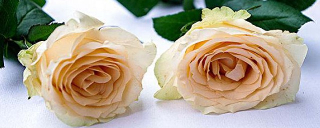 香檳玫瑰代表什麼意思 香檳玫瑰的花語