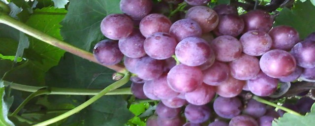 中原地區種植葡萄始於哪個朝代 中原地區種植葡萄始於漢代