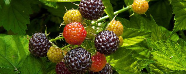 黑莓的管理方法 黑莓的栽培技術
