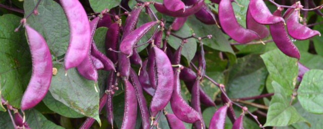 紫扁豆怎麼做好吃 紫扁豆做法介紹