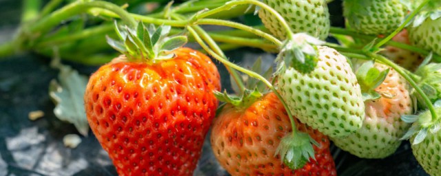 草莓的最佳保鮮方法 這四種方法都可以用