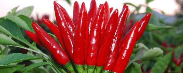 辣椒的保鮮方法 有什麼保存辣椒的技巧