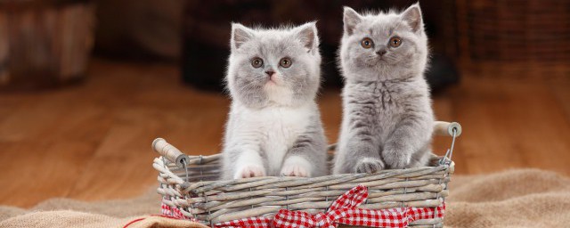 幼貓換貓糧方法 怎麼給貓咪換貓糧?