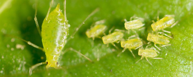 秋葵有蚜蟲怎麼處理 蚜蟲有何危害