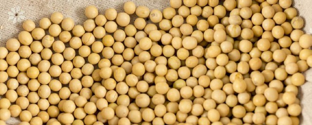 制作黃豆肥方法 具體制作黃豆肥的步驟有哪些