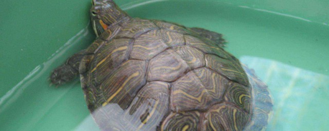 板龜的養殖方法 有什麼養殖烏龜的技巧