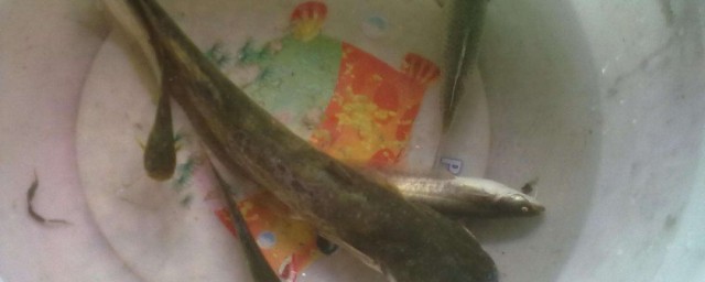 釣小鯰魚的方法 釣鯰魚的五種常用垂釣方法
