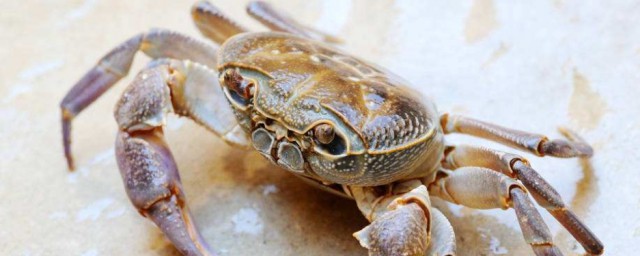 螃蟹吃幼龜嗎 螃蟹吃什麼