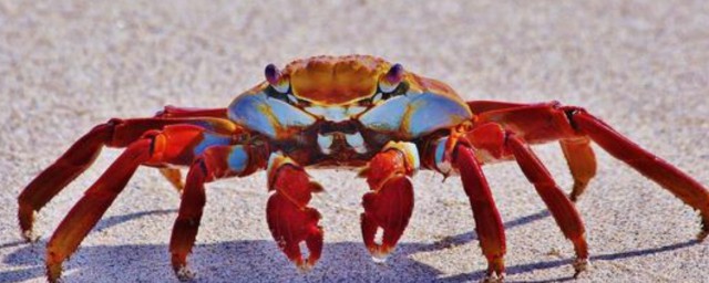 有紅色螃蟹麼 紅色螃蟹是什麼