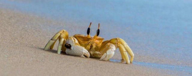 螃蟹吐沙子方法 螃蟹如何吐沙