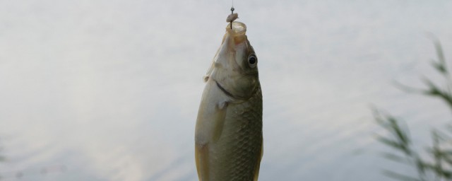 麥子釣大鯽魚技巧 小麥粒釣魚的技巧分享