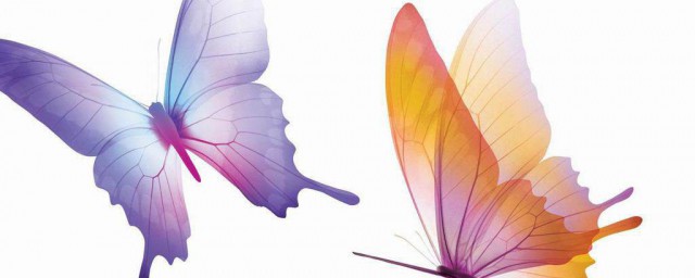 蝴蝶辨別食物味道用的是哪個身體部位 蝴蝶的味覺器官是在哪呢以及蝴蝶介紹