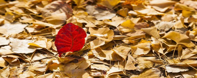 跟秋天有關的詩句 跟秋天有關的詩句有哪些