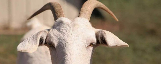 山羊膳味怎麼處理 怎麼樣除去山羊肉的膻味?